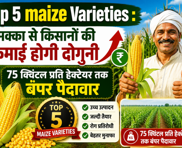 Top 5 maize Varieties