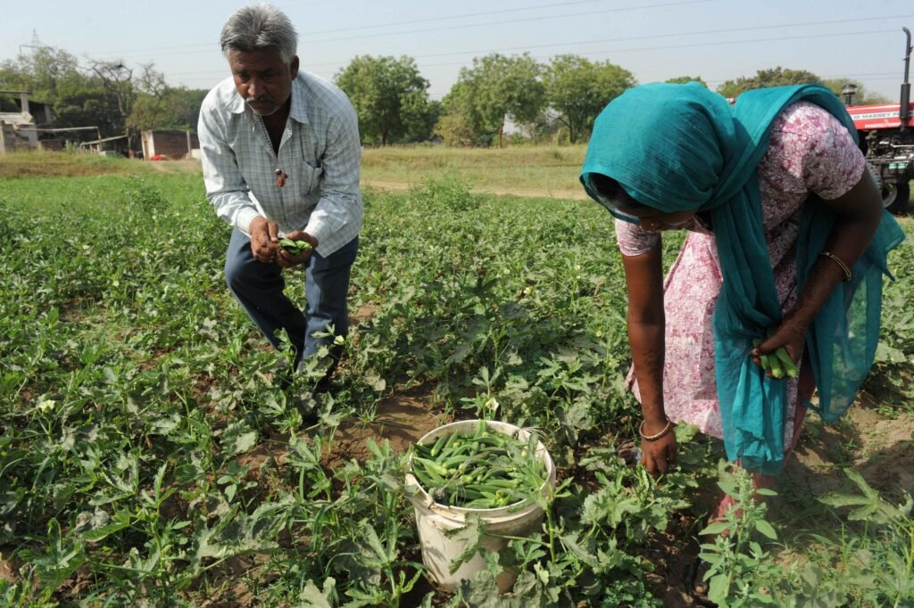 Top Vegetables for Kharif Season