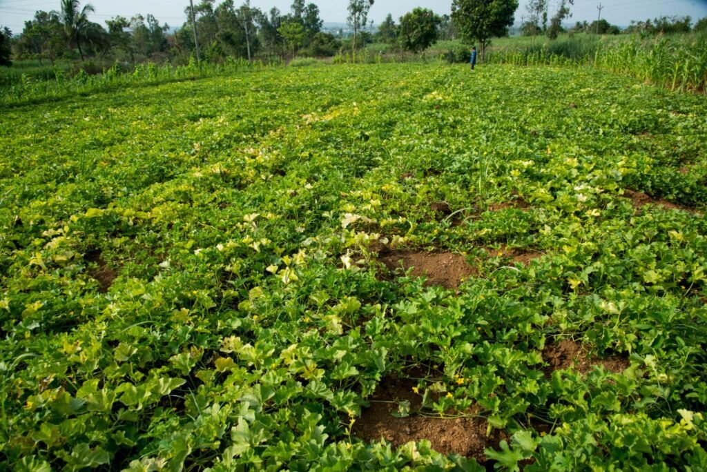 Top Vegetables for Kharif Season