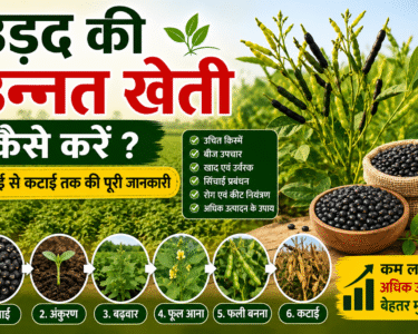 Urad Ki Kheti Kaise Kare