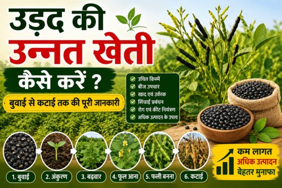 Urad Ki Kheti Kaise Kare
