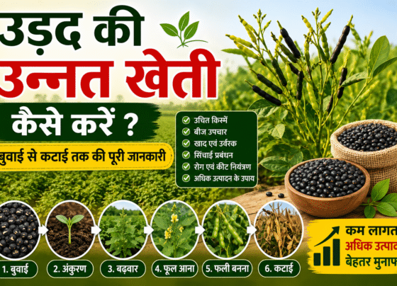 Urad Ki Kheti Kaise Kare