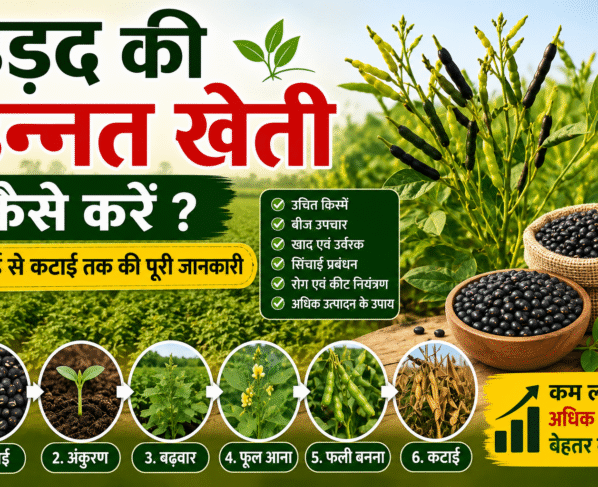 Urad Ki Kheti Kaise Kare