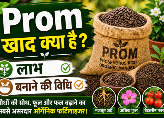 Prom khad Banane Ki vidhi