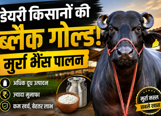 Murra Buffalo Farming
