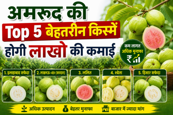 mrud Ki Top 5 Variety