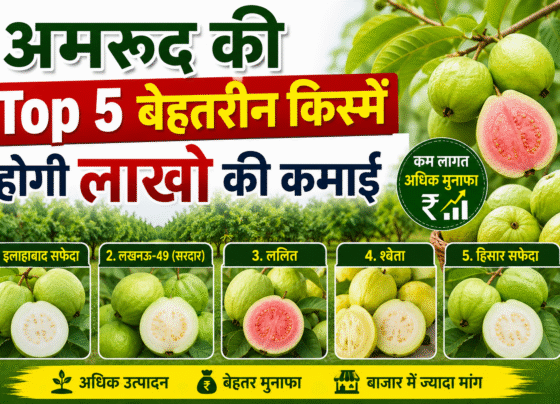 mrud Ki Top 5 Variety