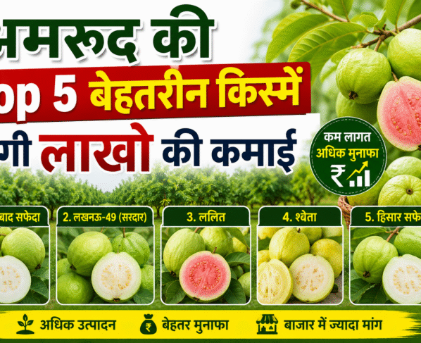 mrud Ki Top 5 Variety