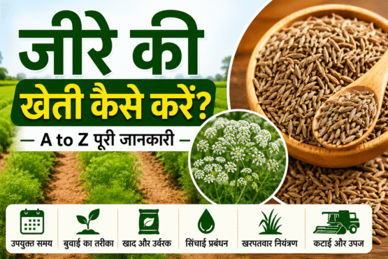 Jeere Ki Kheti Kaise Kare
