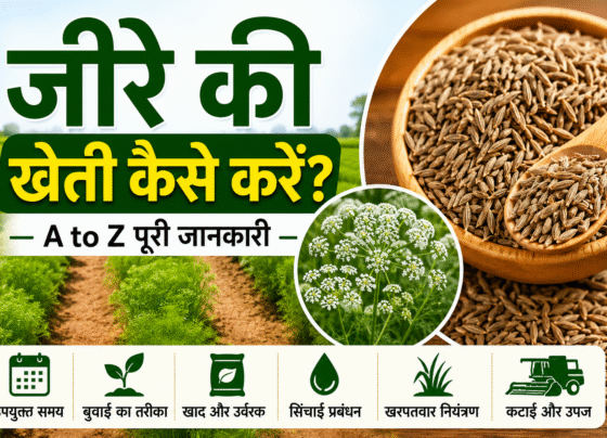 Jeere Ki Kheti Kaise Kare