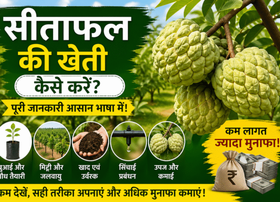 Sitafal Ki Kheti Kaise Kare