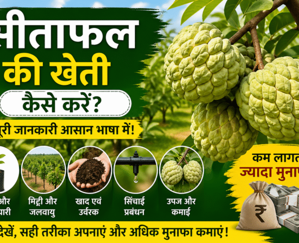 Sitafal Ki Kheti Kaise Kare
