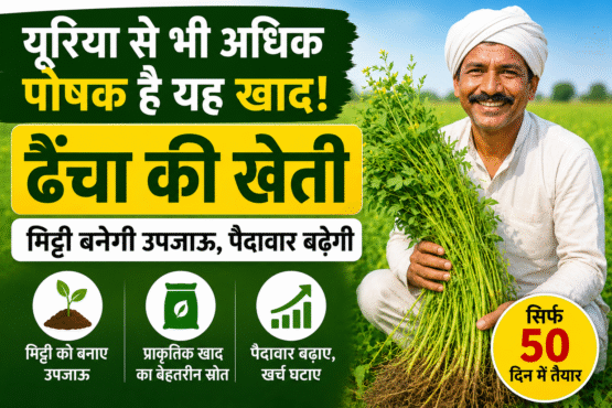 Dhaincha Farming