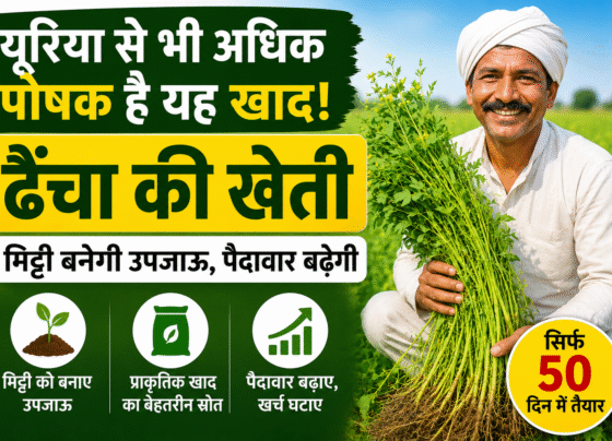 Dhaincha Farming