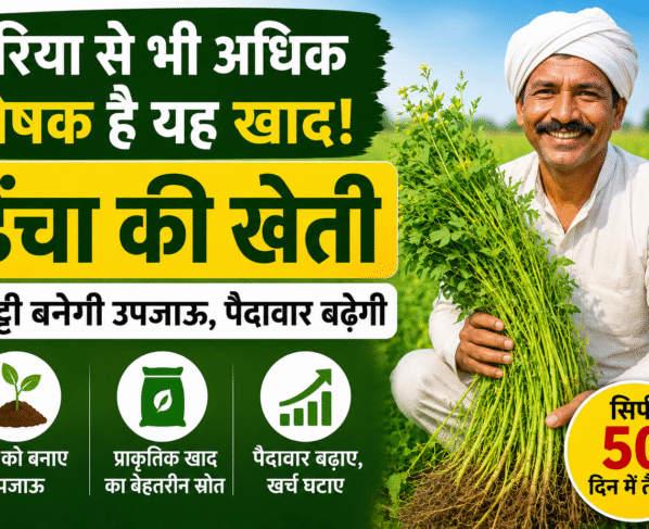 Dhaincha Farming