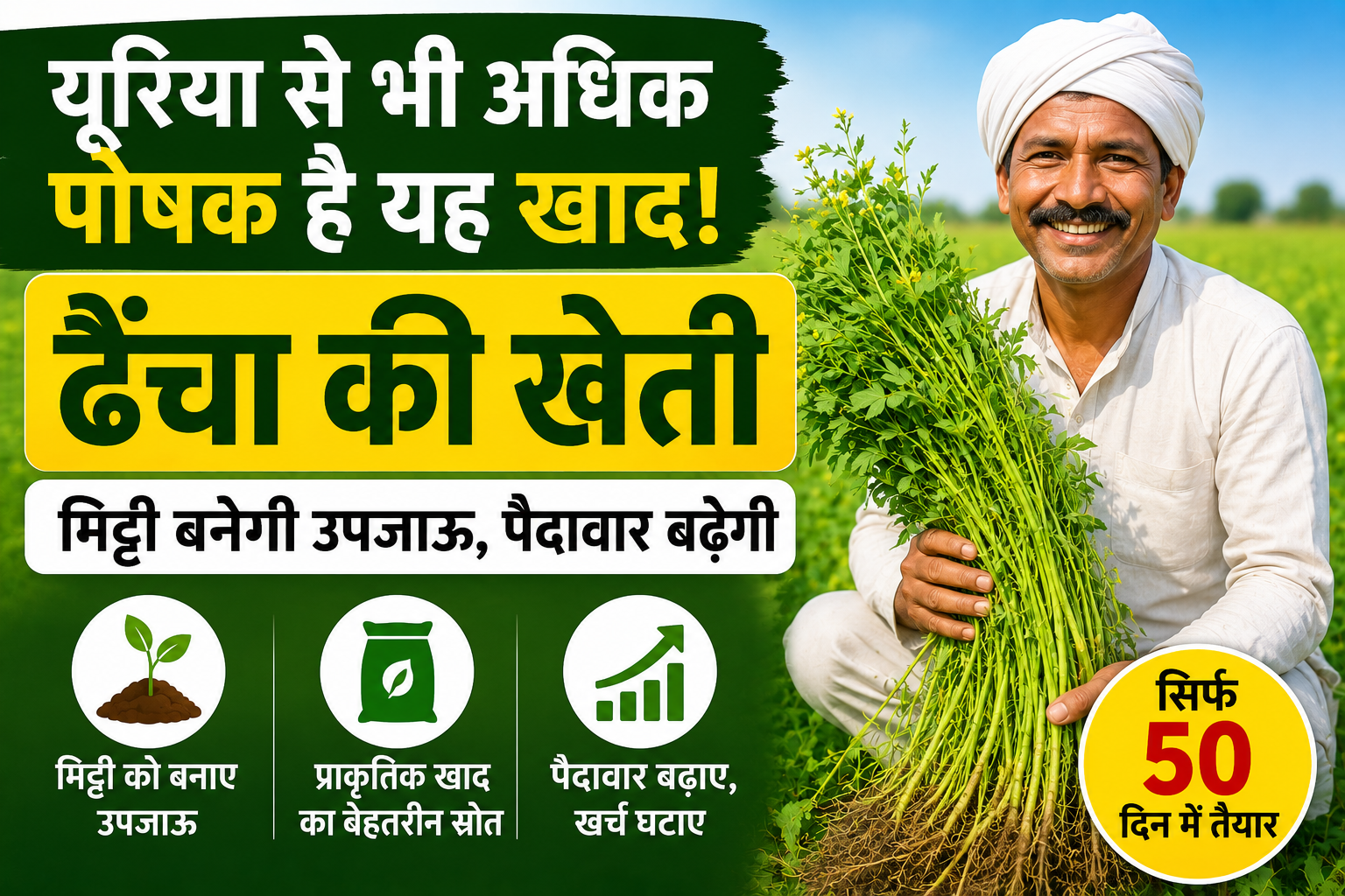 Dhaincha Farming : किसानों के लिए वरदान बनी ढैंचा की खेती, 50 दिन में तैयार होगी प्राकृतिक खाद