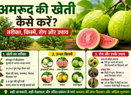 Amrud Ki Kheti Kaise Kare