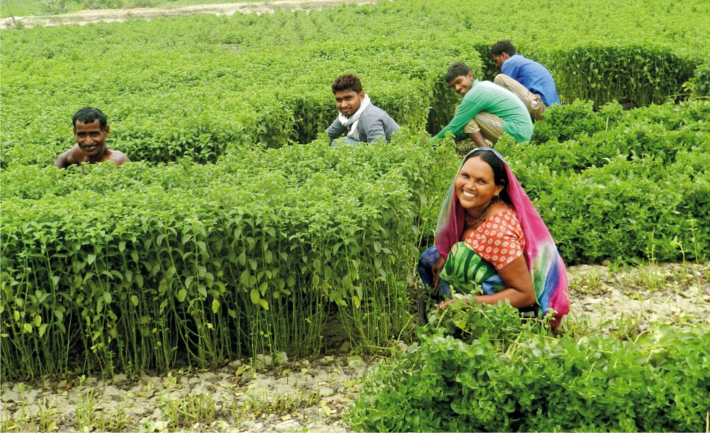 Pudina ki Kheti Kaise kare