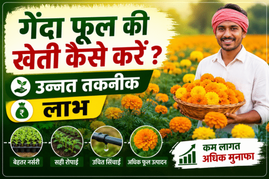 Genda Phool Ki Kheti Kaise Kare