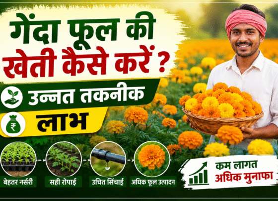 Genda Phool Ki Kheti Kaise Kare