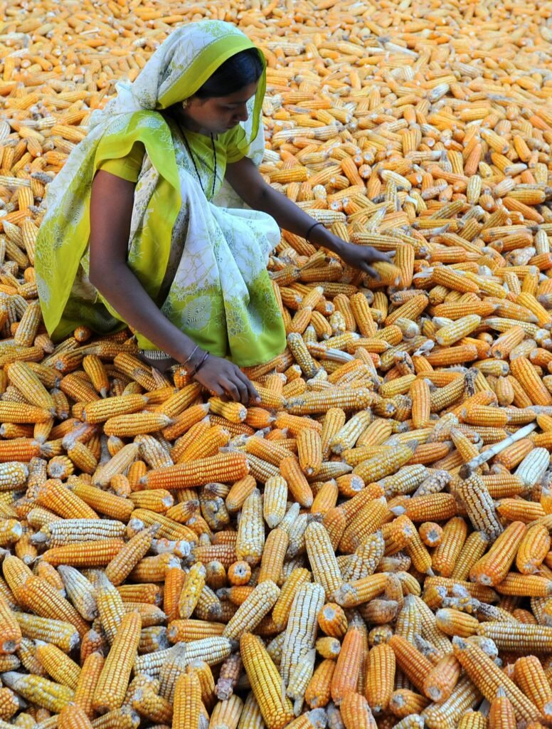 Complete Information About Maize Farming