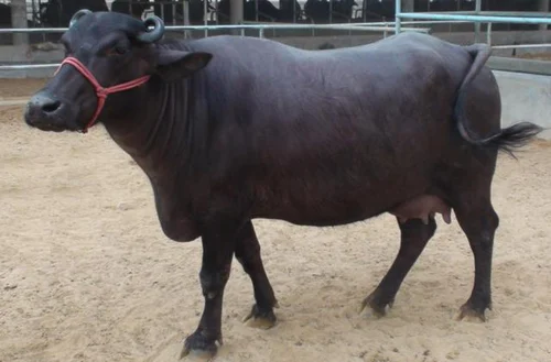 Murra Buffalo Farming