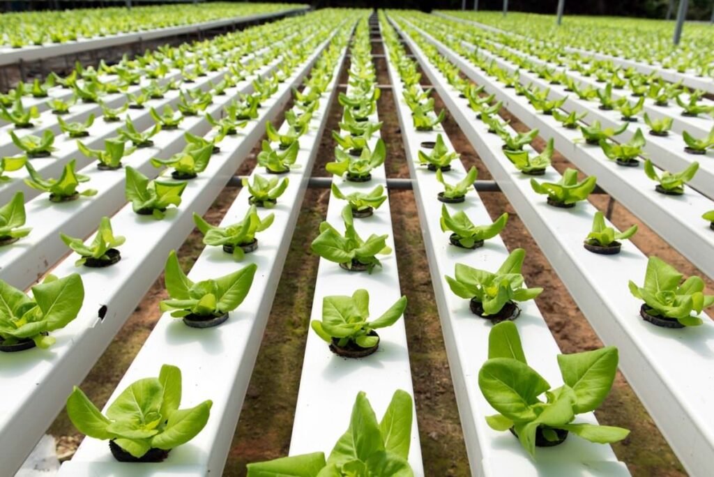 Hydroponic Kheti Kya Hai