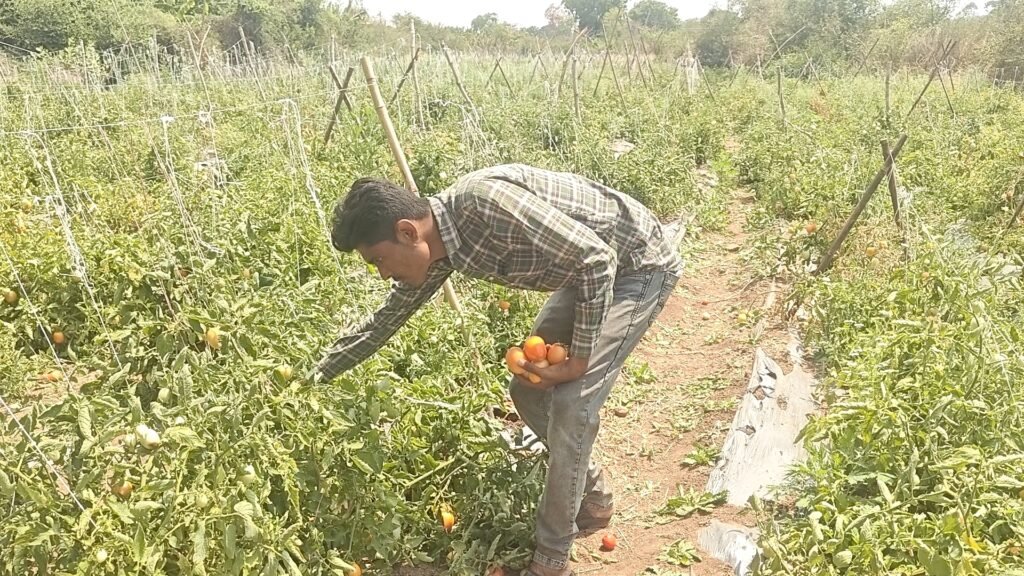Organic Farming Success Story