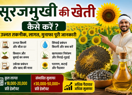 Surajmukhi Ki Kheti Kese Kare