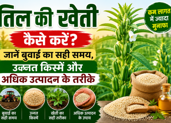 Til Ki Kheti Kaise Kare