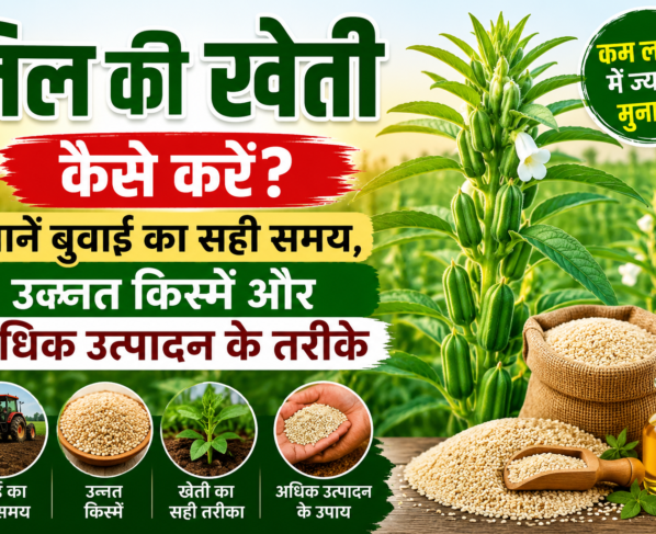 Til Ki Kheti Kaise Kare