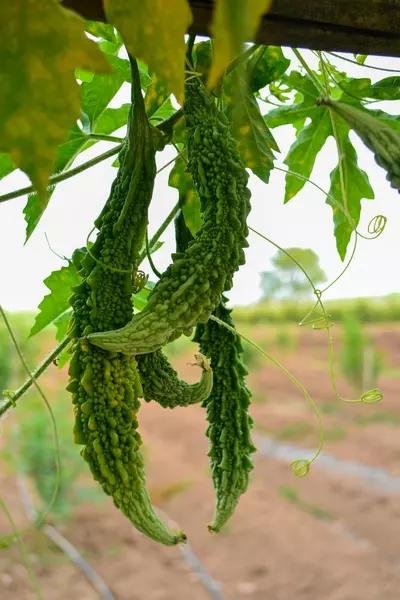 Lalmati Devi Farmer Success Story