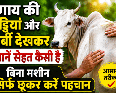 How to Check Cow Health