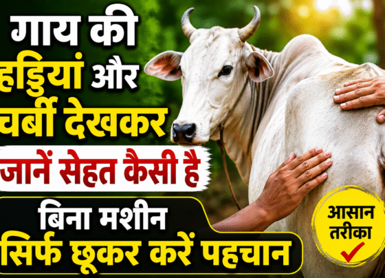 How to Check Cow Health
