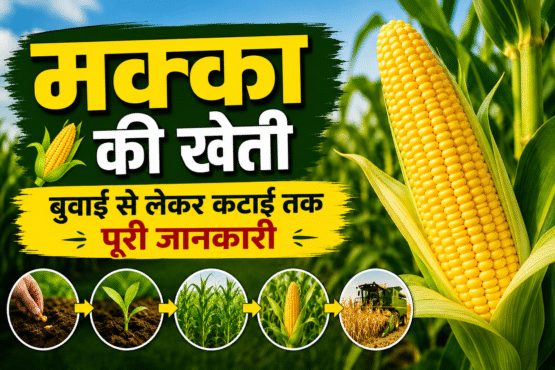 Complete Information About Maize Farming