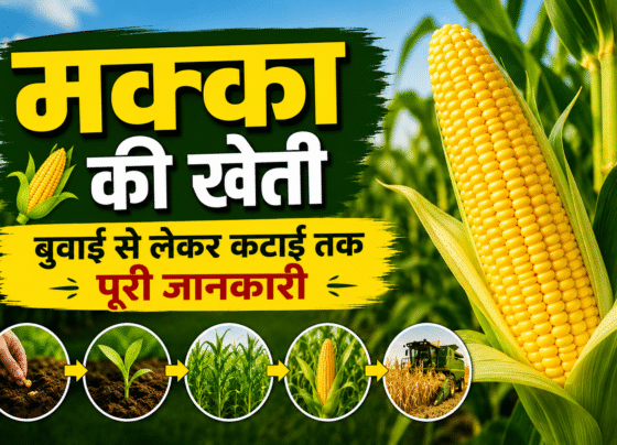 Complete Information About Maize Farming