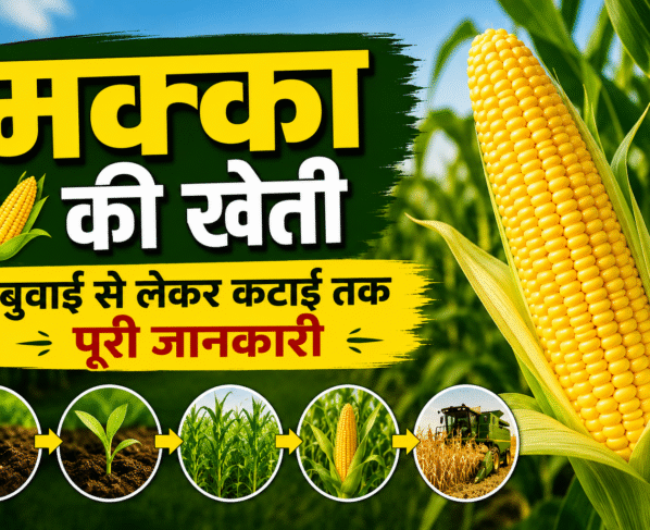 Complete Information About Maize Farming