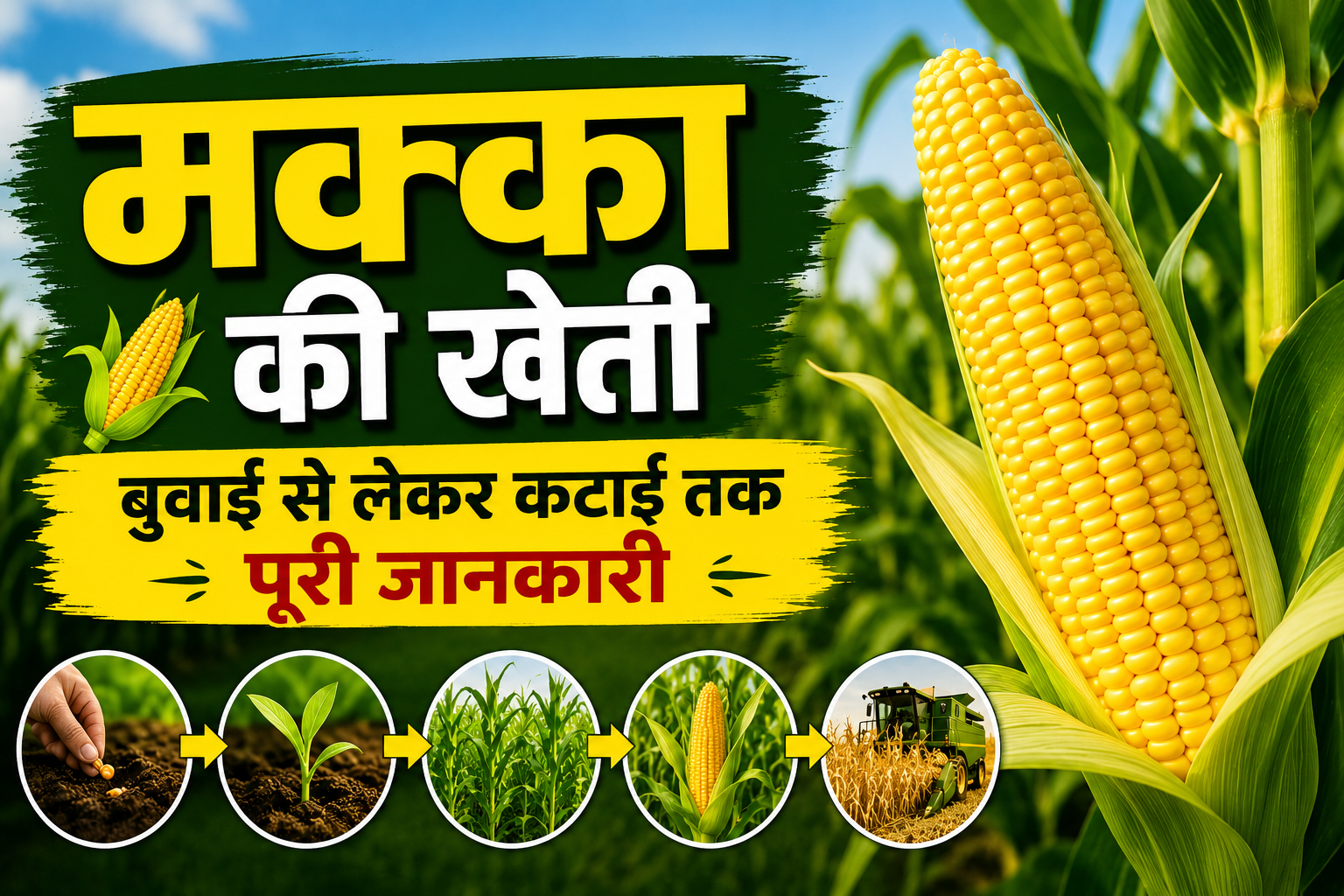 Maize Farming: मक्का की खेती बुवाई से लेकर कटाई तक पूरी जानकारी