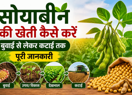 Soyabean Ki Kheti Kaise Kre