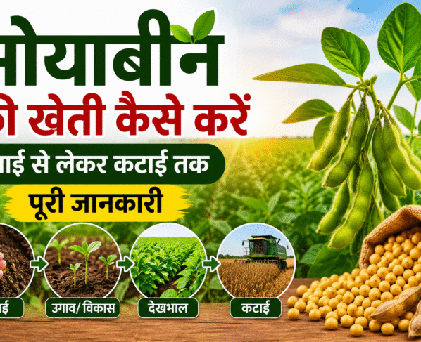 Soyabean Ki Kheti Kaise Kre