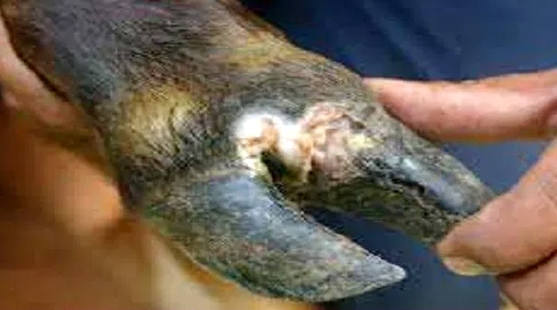 FMD in Cattle