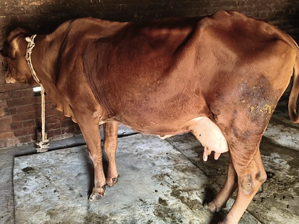 FMD in Cattle