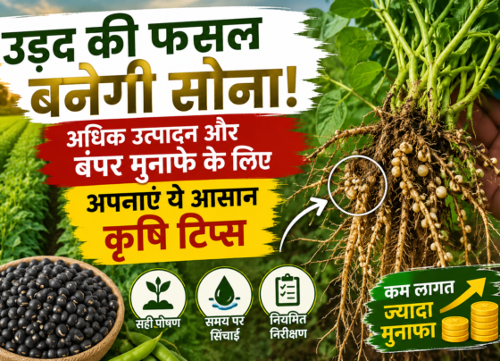 Urad Ki Paidavar Kaise Badhaye