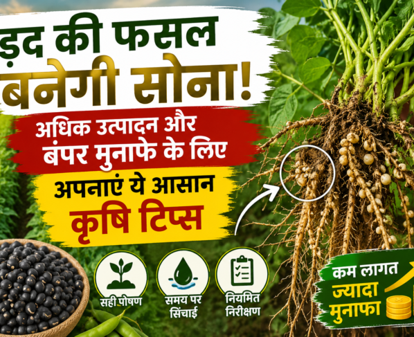 Urad Ki Paidavar Kaise Badhaye