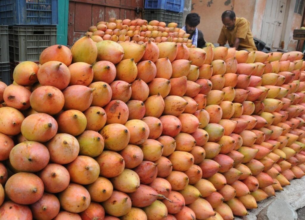 Andhra Pradesh Totapuri Mango Government Procurement 2026