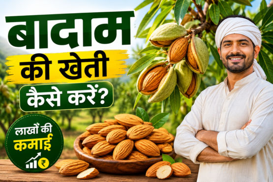 Badam Ki Kheti Kaise Karen