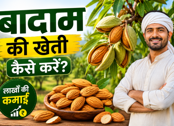 Badam Ki Kheti Kaise Karen