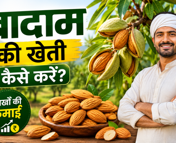 Badam Ki Kheti Kaise Karen
