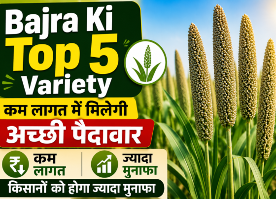Bajra Ki Top 5 Variety