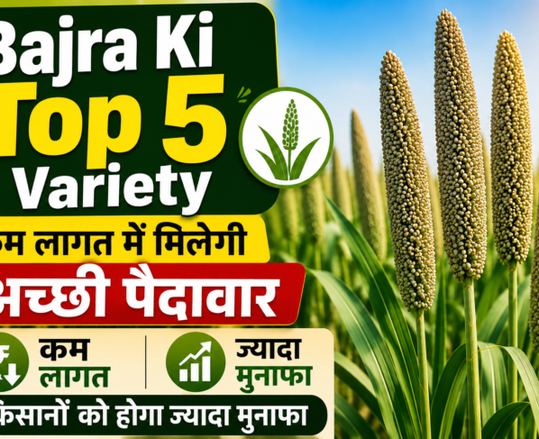 Bajra Ki Top 5 Variety